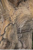 tree bark 0010